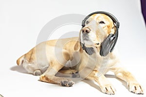 dog of golden color in earphones listening to music