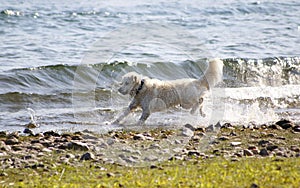 Dog, Golden Redriever jumps in the water, on the shore of the lake, around and enjoys the water drops, splashes