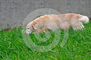 Dog golden retriever