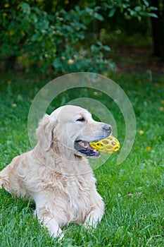 Dog a golden retriever