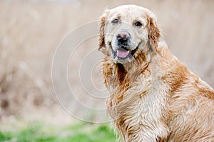 Dog golden retriever breed outdoors