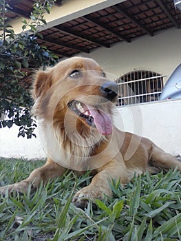 Dog Golden Retriever/Cachorro Golden Retriever