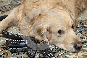 A dog, a Golden Retriever, is gnawing on TV remotes and phones.The dog is a rodent