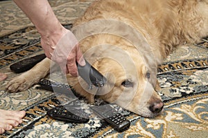 A dog, a Golden Retriever, is gnawing on TV remotes and phones.The dog is a rodent