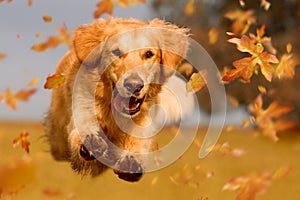 Dog, golden retriever jumping through autumn leaves