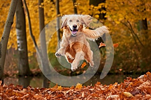 Dog, golden retriever jumping through autumn leaves in the park.