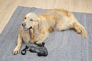 A dog, a Golden Retriever with a leash is going for a walk