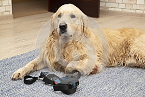 A dog, a Golden Retriever with a leash is going for a walk