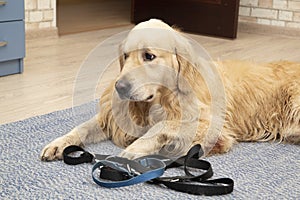 A dog, a Golden Retriever with a leash is going for a walk