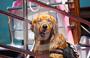 Dog Golden Retriever lifeguard at sea