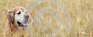 dog, golden retriver in a field of wheat