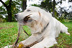 The dog golden retriver plays with a stick on a lawn