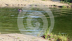 Dog Gordon Setter breed playing with toy in lake