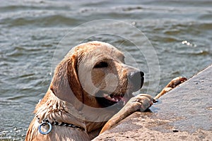 A dog that got to shore 