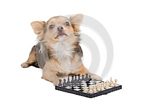 Dog grand master playing chess