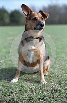 Il cane sul erba 