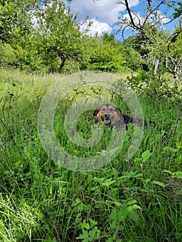 dog in the grass