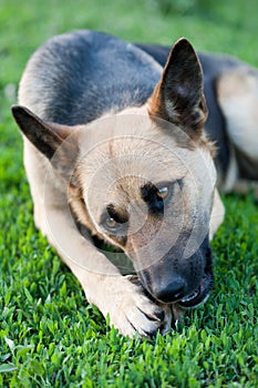 Dog in Grass