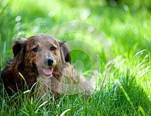 Dog in Grass