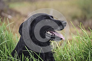 Dog in the grass photo