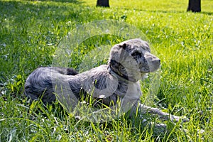 Dog on the grass, dog in the nature, Australian shepherd, golden retriever