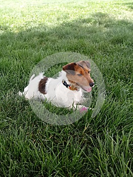 Dog in the grass photo