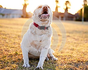 Dog, grass and park with collar for obedience training, pet sports and walking. Labrador, lawn and leash on field or