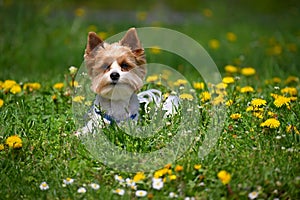 Dog on the grass. Pet - Yorkshire terrier biewer