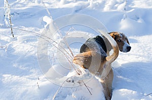 Dog is on grass and watching back in winter time