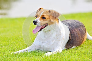 Dog on grassland