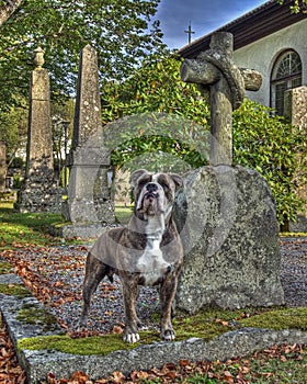 A dog with the grave and guarding his masters grave in HDR