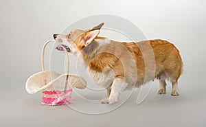 Dog on a gray background in the studio shooting welsh corgi pembroke