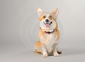 Dog on a gray background in the studio shooting welsh corgi pembroke