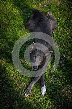 Dog of gray color with white spots on the grass