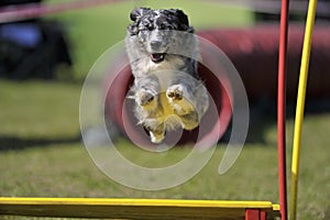 Dog with great blue eyes jumping over obstacle on agility