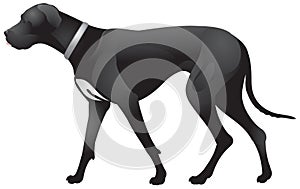 Dog Great Dane walk realistic vector illustration