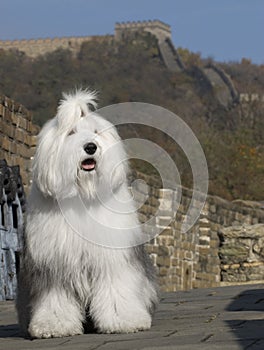 Dog in great wall