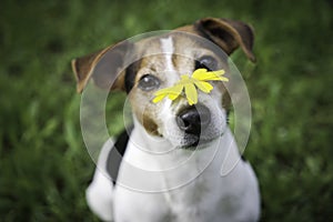 Dog on a green background with a yellow flower on the nose