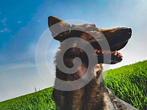 Dog in a green field in springtime
