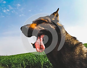 Dog in a green field in springtime