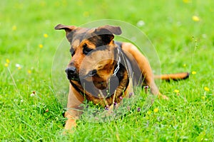 Dog on the green grass