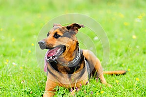 Dog on the green grass