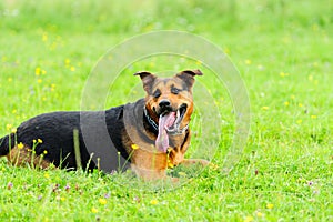 Dog on the green grass