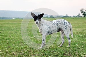 Dog on green grass.