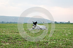 Dog on green grass.