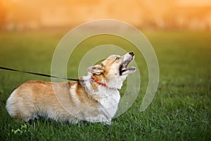 Dog on the green the grass on the leash barks menacingly opening its mouth and showing sharp teeth