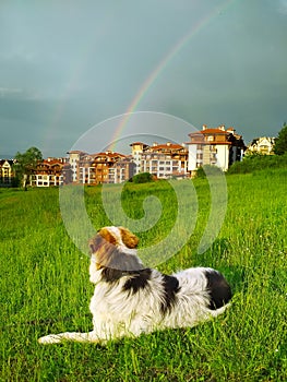 Dog in green grass looking rainbow