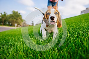 Dog on green meadow. Beagle puppy walking