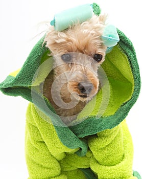 Dog In Green Robe and Curlers