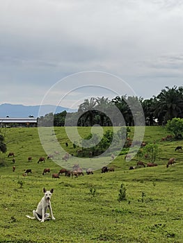 A dog in greenpark